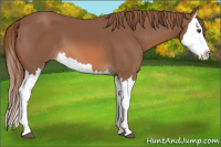 Horse Color:Chestnut Splash 