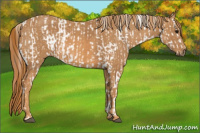 Horse Color:Bay Splash Tobiano Near Leopard  Brindle