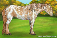 Horse Color:Bay Splash Tobiano Varnish  Brindle