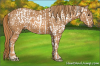 Horse Color:Bay Splash Tobiano Appaloosa  Brindle