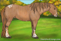 Horse Color:Bay Splash Tobiano Appaloosa Brindle