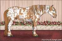 Horse Color:Bay Roan Splash Varnish  Brindle