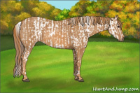 Horse Color:Bay Splash Tobiano Appaloosa Brindle