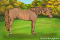 Horse Color:Bay Splash Tobiano Appaloosa Brindle
