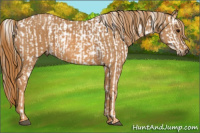 Horse Color:Bay Splash Tobiano Near Leopard  Brindle