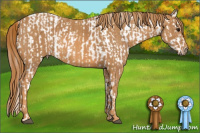 Horse Color:Bay Roan Splash Tobiano Appaloosa  Brindle