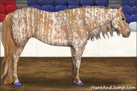 Horse Color:Bay Splash Tobiano Blanket  Brindle