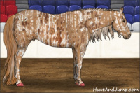 Horse Color:Bay Splash Tobiano Blanket  Brindle