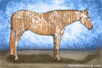 Horse Color:Bay Splash Tobiano Blanket  Brindle