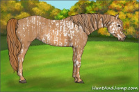 Horse Color:Bay Splash Tobiano Appaloosa Brindle