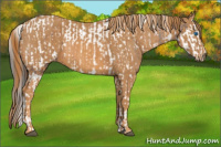 Horse Color:Bay Splash Tobiano Appaloosa Brindle