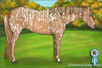 Horse Color:Bay Splash Tobiano Appaloosa  Brindle