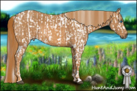 Horse Color:Bay Splash Tobiano Near Leopard  Brindle