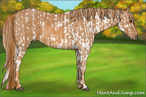 Horse Color: Silver Bay Splash Tobiano Blanket  Brindle