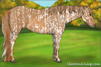 Horse Color:Silver Bay Splash Tobiano Appaloosa  Brindle