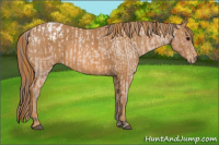 Horse Color:Bay Roan Splash Tobiano Blanket  Brindle