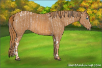 Horse Color:Bay Splash Tobiano Appaloosa Brindle