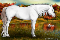 Horse Color:Brown Appaloosa 