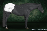 Horse Color:Brown Appaloosa