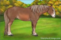Horse Color:Chestnut Sabino