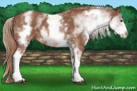 Horse Color:White Spotted Liver Chestnut 