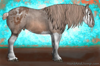 Horse Color:Liver Chestnut Splash Appaloosa 