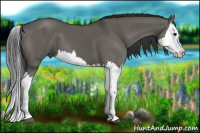 Horse Color:Grullo Splash 