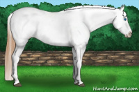Horse Color:Red Roan Splash Appaloosa 
