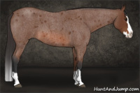 Horse Color:Bay Roan Splash 