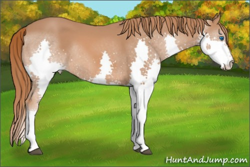 Horse Color: Liver Chestnut Splash 