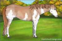 Horse Color:Liver Chestnut Splash 