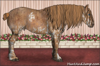 Horse Color:Bay Splash Brindle