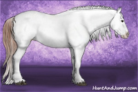 Horse Color:Blue Roan Appaloosa 