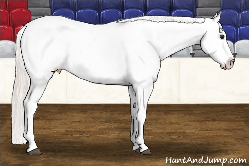 Horse Color: Silver Bay Splash Blanket 