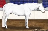 Horse Color:Silver Bay Splash Appaloosa 