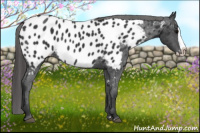 Horse Color:Black Splash Near Leopard 