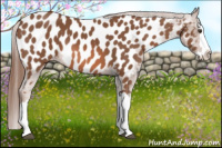 Horse Color:Chestnut Splash Appaloosa 