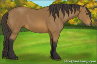 Horse Color:Buckskin Sabino 
