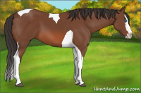 Horse Color:Bay Splash Tobiano 