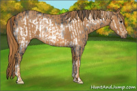 Horse Color:Brown Frame Rabicano  Brindle