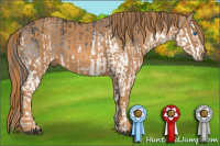 Horse Color:Brown Splash Rabicano  Brindle