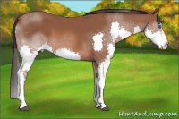 Horse Color:Bay Splash 