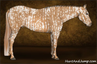 Horse Color:White Spotted Grullo Appaloosa Rabicano  Brindle