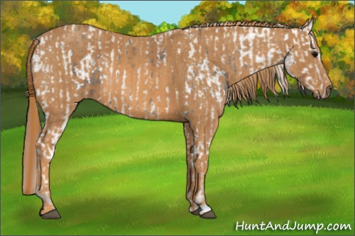 Horse Color: White Spotted Grullo Snowcap Rabicano  Brindle