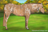 Horse Color:White Spotted Grullo Snowcap Rabicano  Brindle