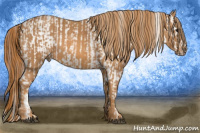 Horse Color:White Spotted Grullo Appaloosa Rabicano  Brindle