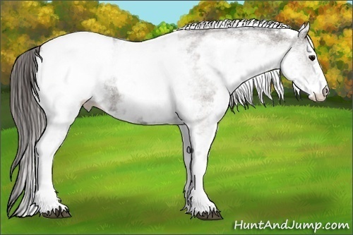 Horse Color: White Spotted Grullo Snowcap Rabicano  Brindle