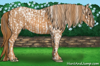 Horse Color:White Spotted Grullo Varnish Rabicano  Brindle