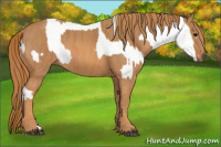Horse Color:White Spotted Grullo Snowcap Rabicano  Brindle