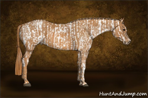 Horse Color: White Spotted Grullo Snowcap Rabicano  Brindle